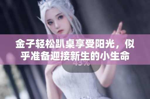 金子轻松趴桌享受阳光，似乎准备迎接新生的小生命